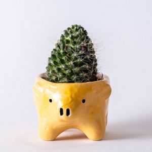 Golden pig succulent pot,