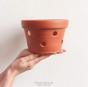 Orange orchids pot